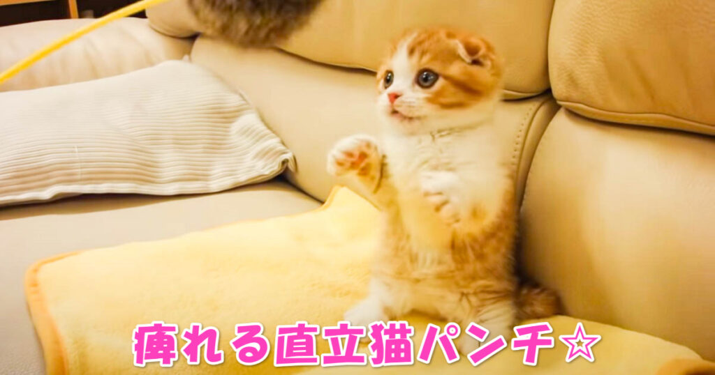 立ち上がって猫パンチ☆　猫じゃらしで遊ぶマンチカンの子猫ちゃん