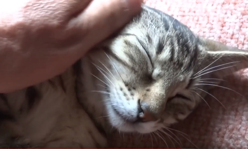 保護された子猫ちゃん　No-4