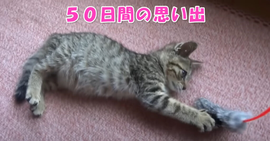 保護した子猫ちゃんとすごした５０日間の大切な思い出