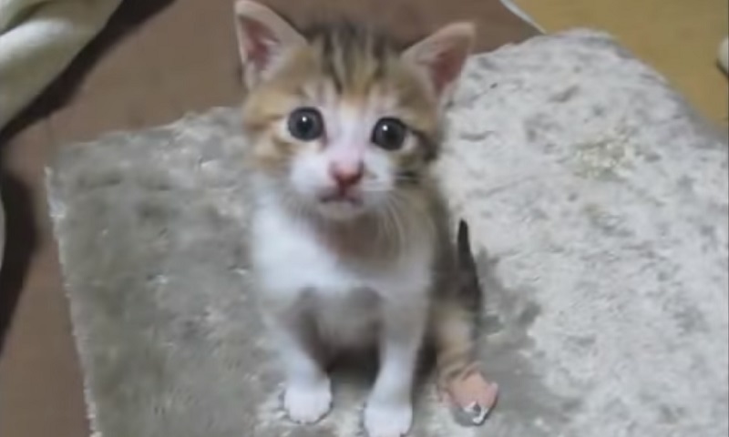 保護された子猫ちゃん　No-4