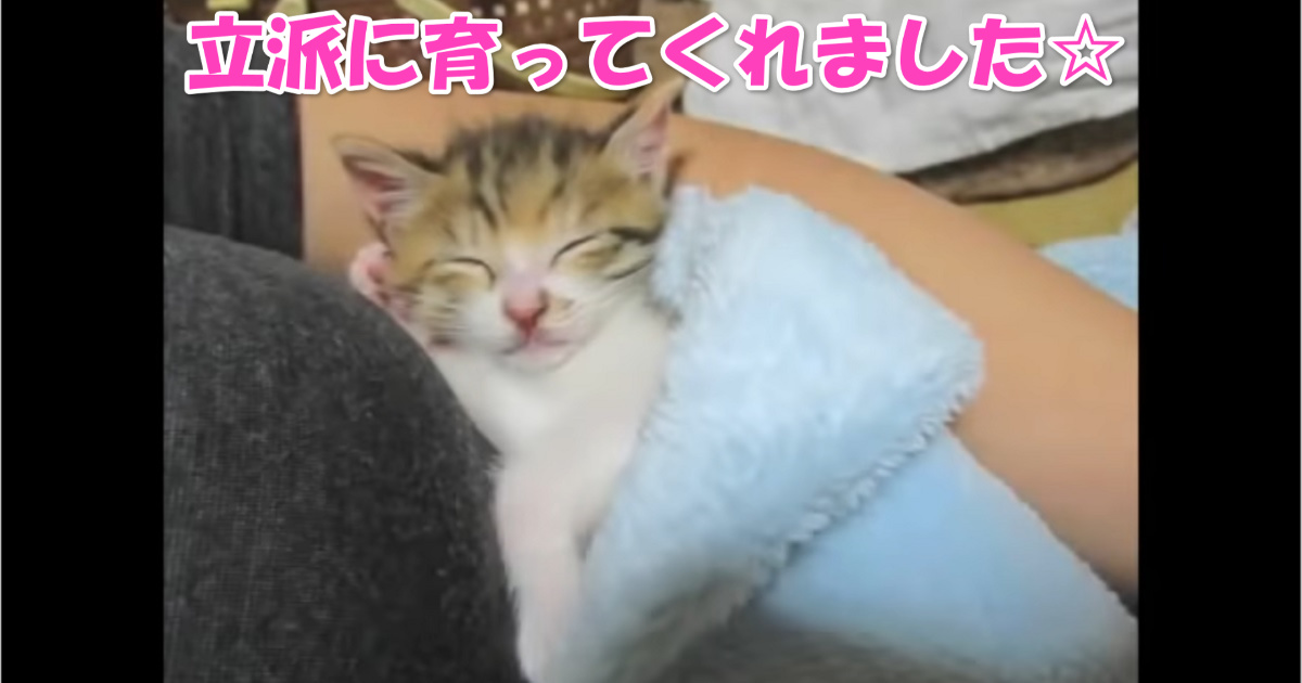 保護された子猫ちゃん　アイキャッチ