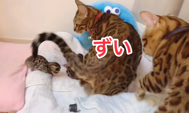 両親と子猫ちゃん　No-2