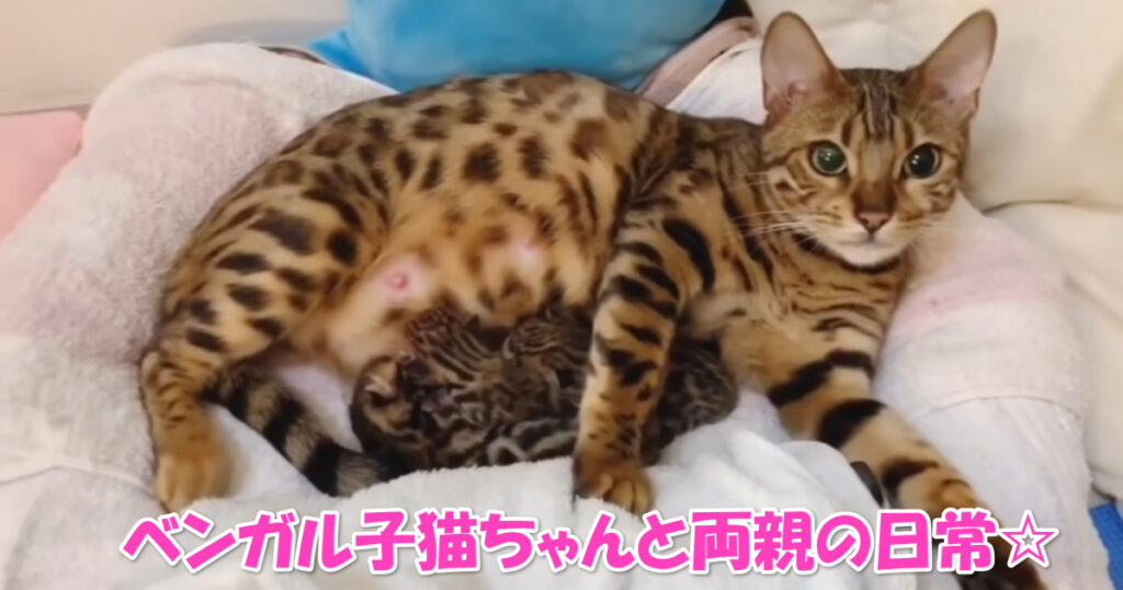 両親は大変です。　生後１～２日のベンガルの子猫ちゃんと両親の日常