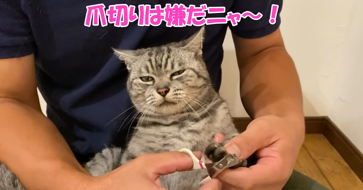 爪切り　アイキャッチ