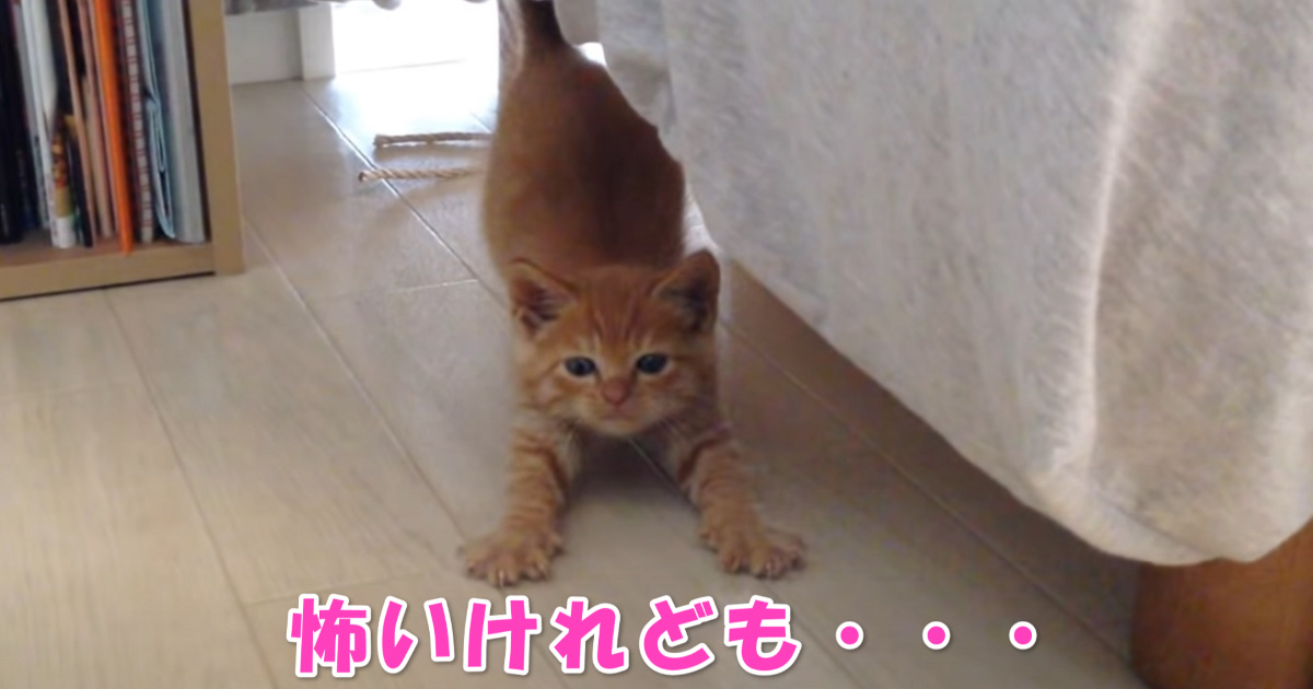 好奇心　アイキャッチ