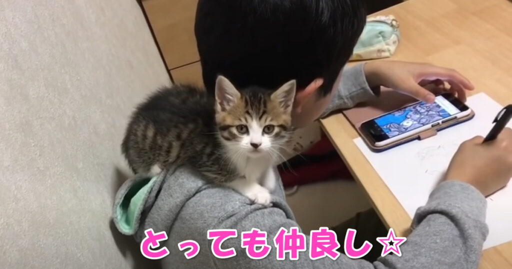 心温まる光景。とっても仲良しな子供と子猫ちゃん