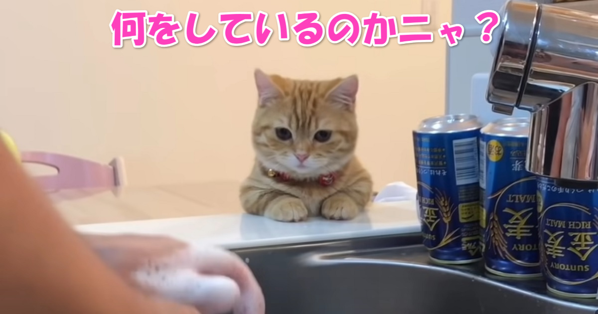 好奇心　アイキャッチ