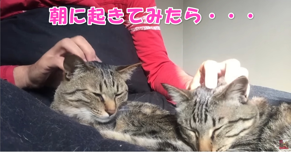 並んでお眠り　アイキャッチ