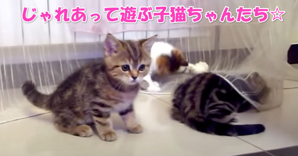 思わず笑顔☆　楽しそうにじゃれあう子猫ちゃんたち