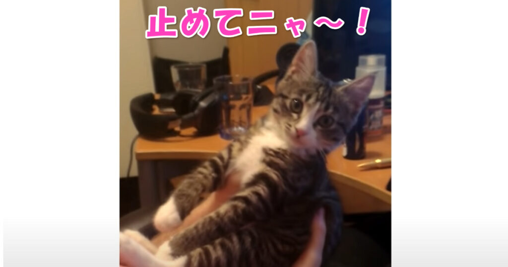 止めてニャ～！！！　ご主人さまのキスを猛烈に嫌がるニャンコ