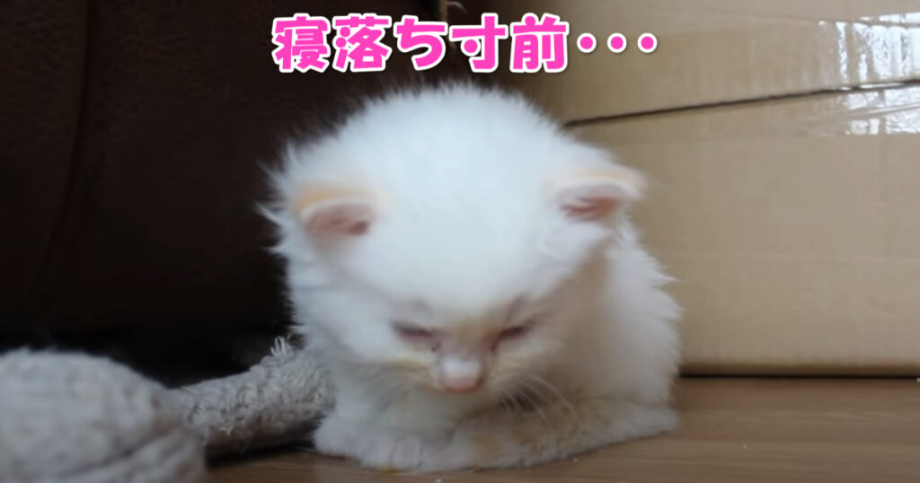 ごめん寝・・・　座ったまま寝落ちしていく子猫ちゃん