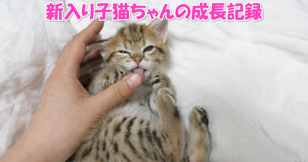 新入り子猫ちゃん、１歳になるまでの成長記録