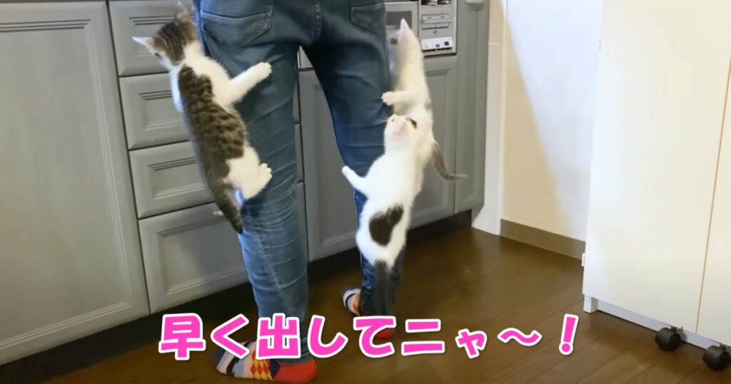 早くしてニャ～！　ご飯が待ちきれない子猫ちゃんたち