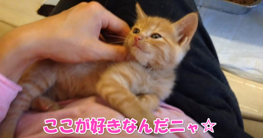 ここで寝たいんだニャ☆　ご主人さまの上でくつろぐ子猫ちゃん