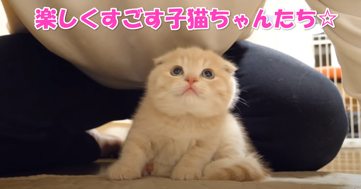 眠る子猫ちゃんたち　アイキャッチ