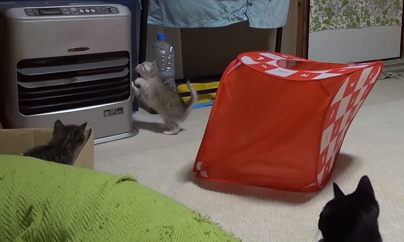 猫部屋　No-1