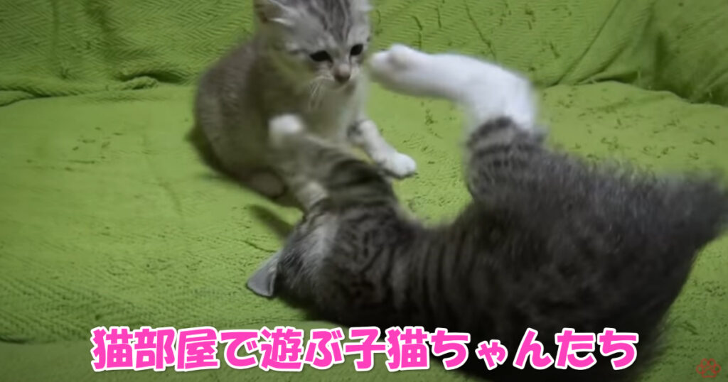 ここは楽しいニャ☆　ニャンコ部屋を元気に走り回って遊ぶ子猫ちゃんたち