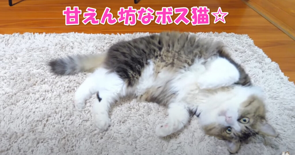 実は甘えん坊(^^)　ボス猫ちゃんを抱っこしたらお手手が・・・