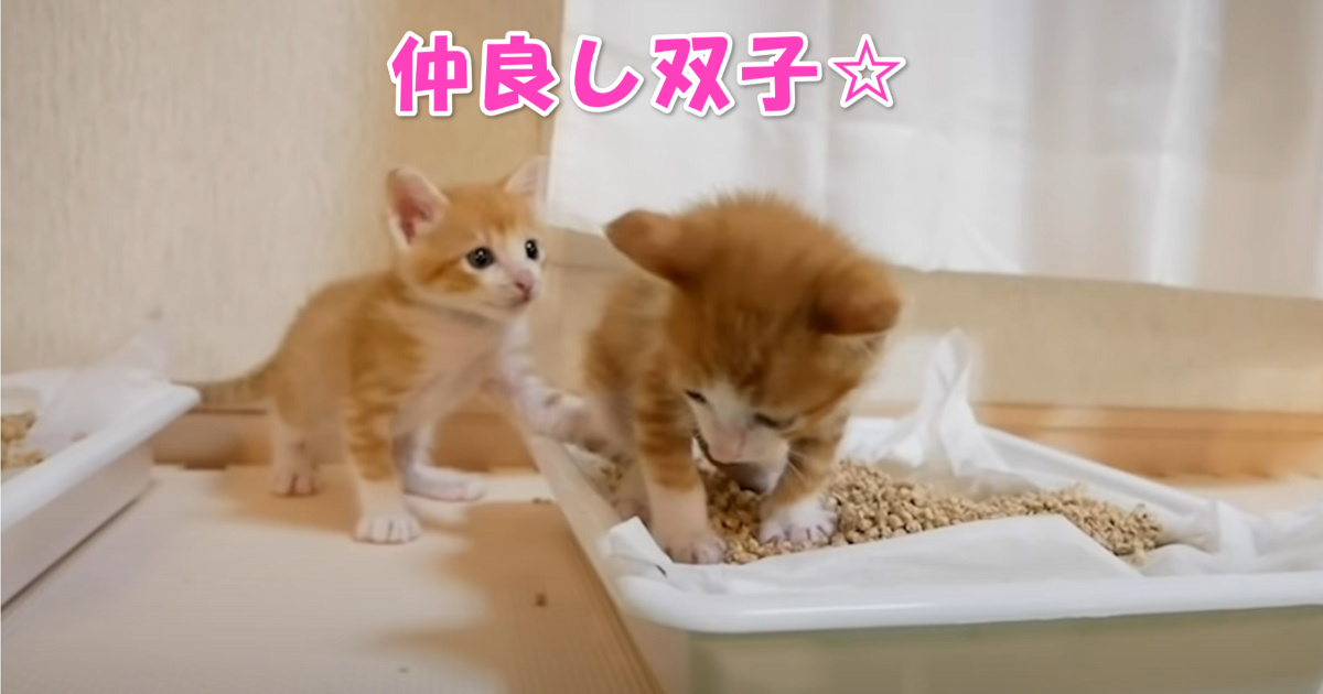 双子の子猫ちゃんたち　アイキャッチ