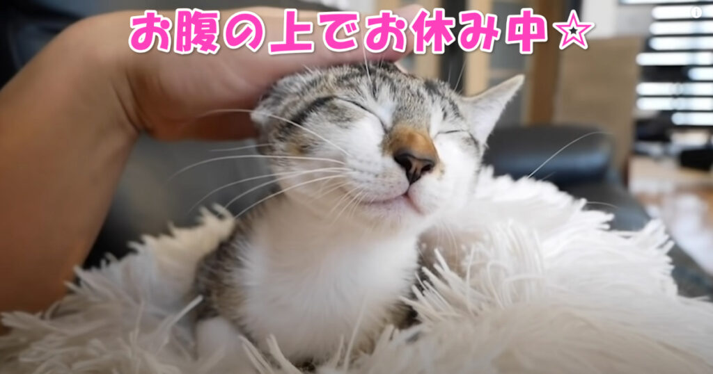 とっても幸せそう☆　ご主人さまのお腹の上で熟睡する子猫ちゃん