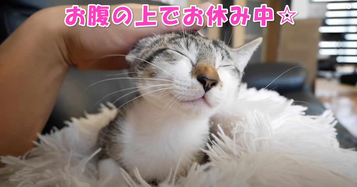 お眠り中の子猫ちゃん　アイキャッチ