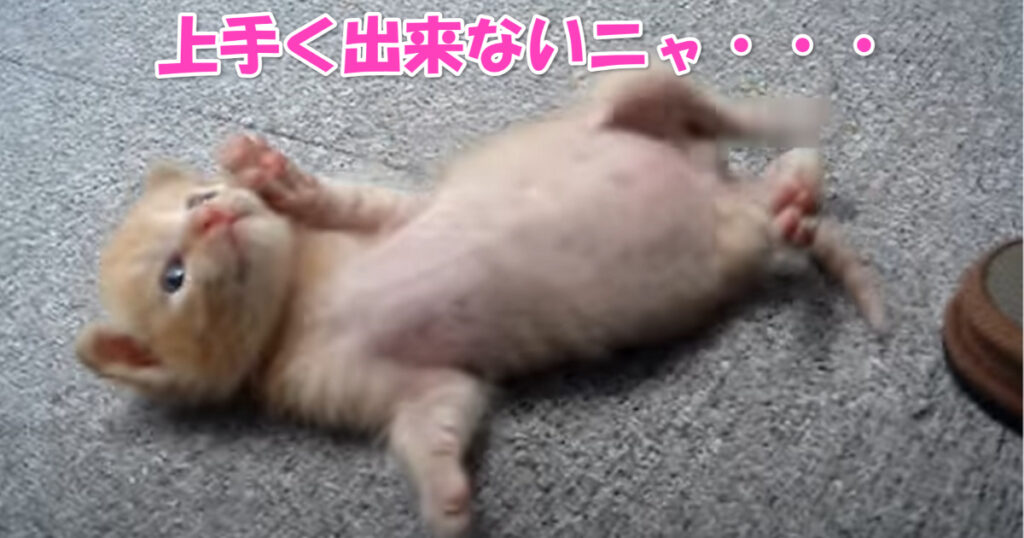 あとちょっとだね☆　うまく耳を掻けなくて転がっちゃう子猫ちゃん