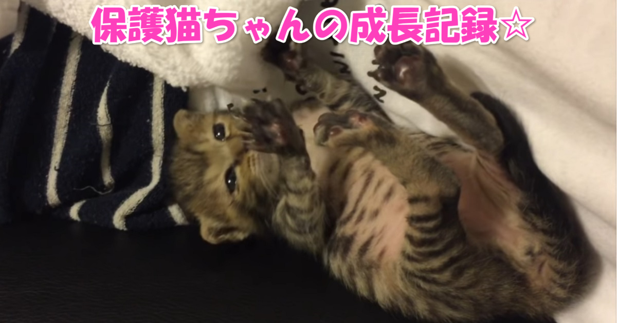 保護猫ちゃん　アイキャッチ