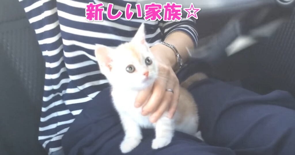 これから楽しい毎日をすごしてね。　新しく家族に加わったアメショーの子猫ちゃん