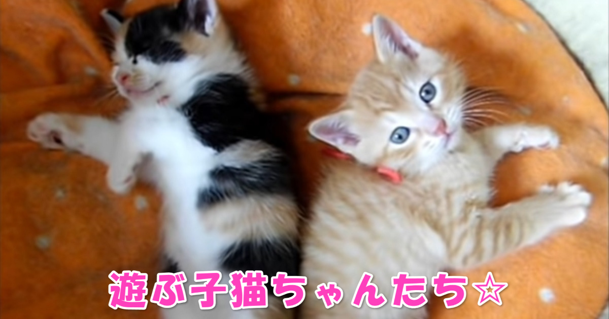 遊ぶ子猫ちゃんたち　アイキャッチ