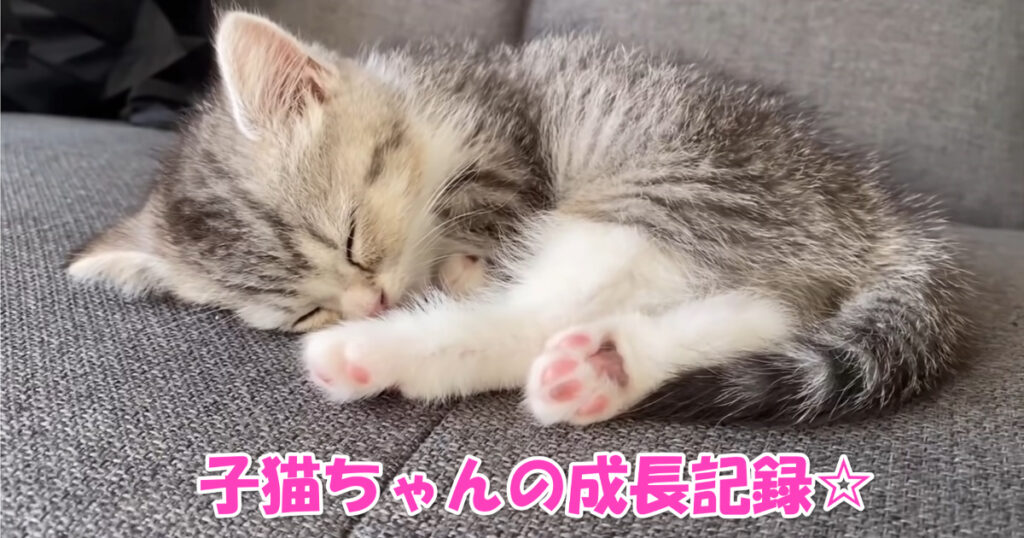 大事な宝物☆　子猫ちゃんの１年間の成長記録