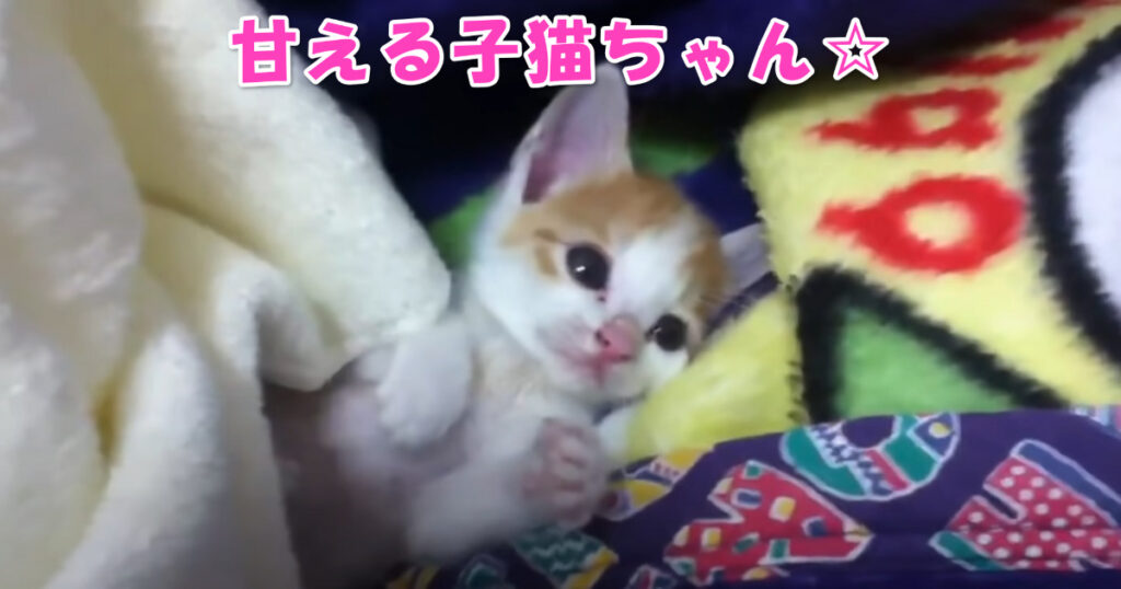 一緒に楽しくすごそうね☆　楽しそうに甘える子猫ちゃん