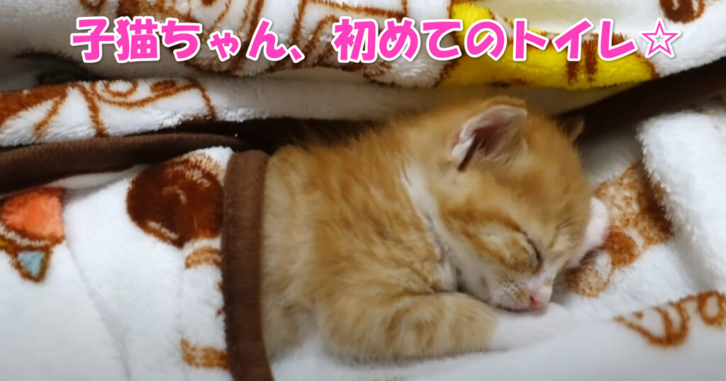 頑張ったね☆　初めて自分でおトイレをした子猫ちゃん