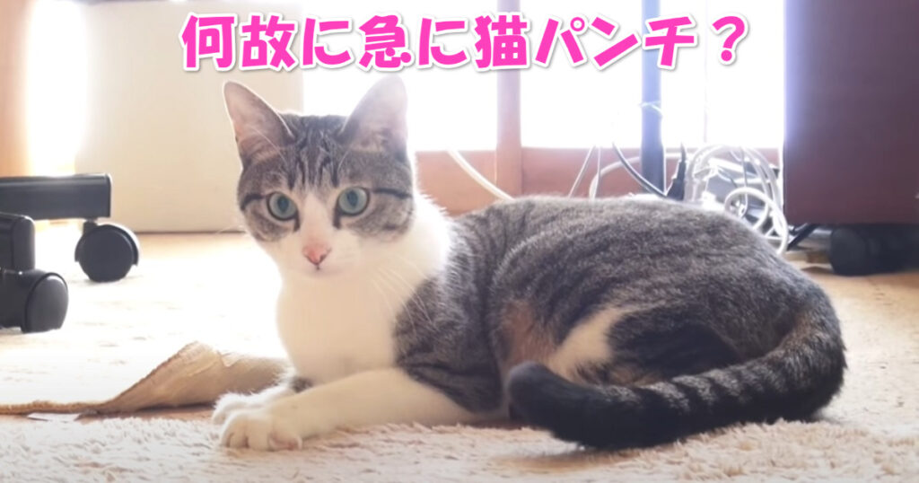 何故に？？？　急に猫パンチを繰り出すニャンコ