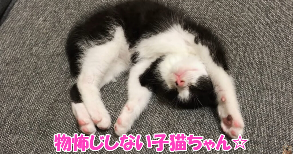 物怖じしない新入り子猫ちゃん。保護猫ちゃんの１ヶ月間の生活記録