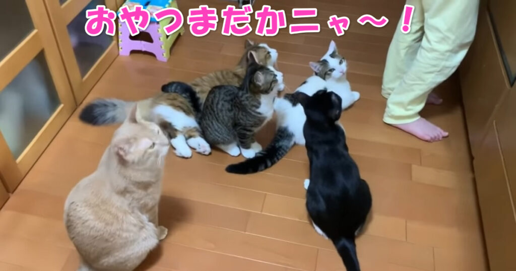 おやつまだかニャ～！　おやつを早く出して～と要求するニャンコたち