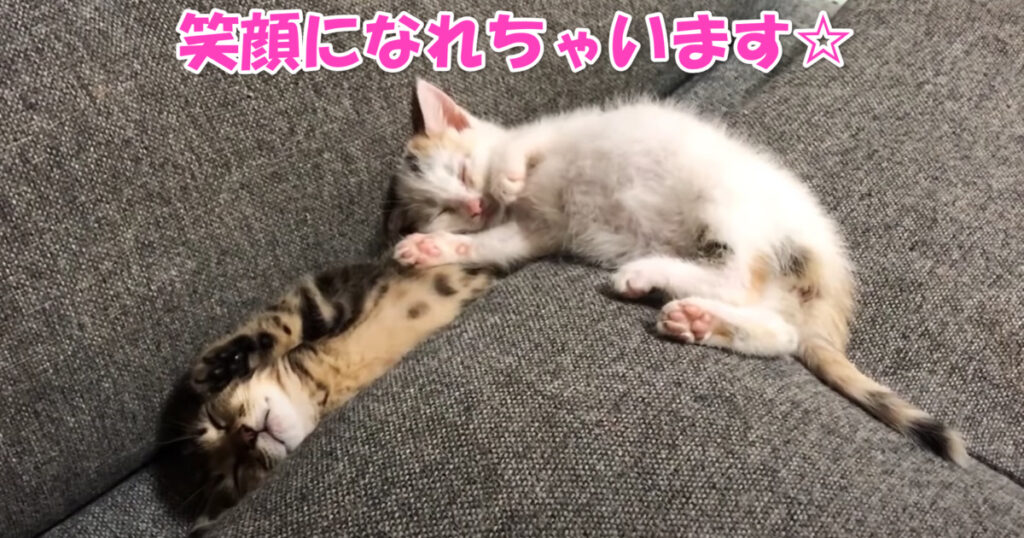 思わず笑顔☆　隙間にハマって眠る子猫ちゃん