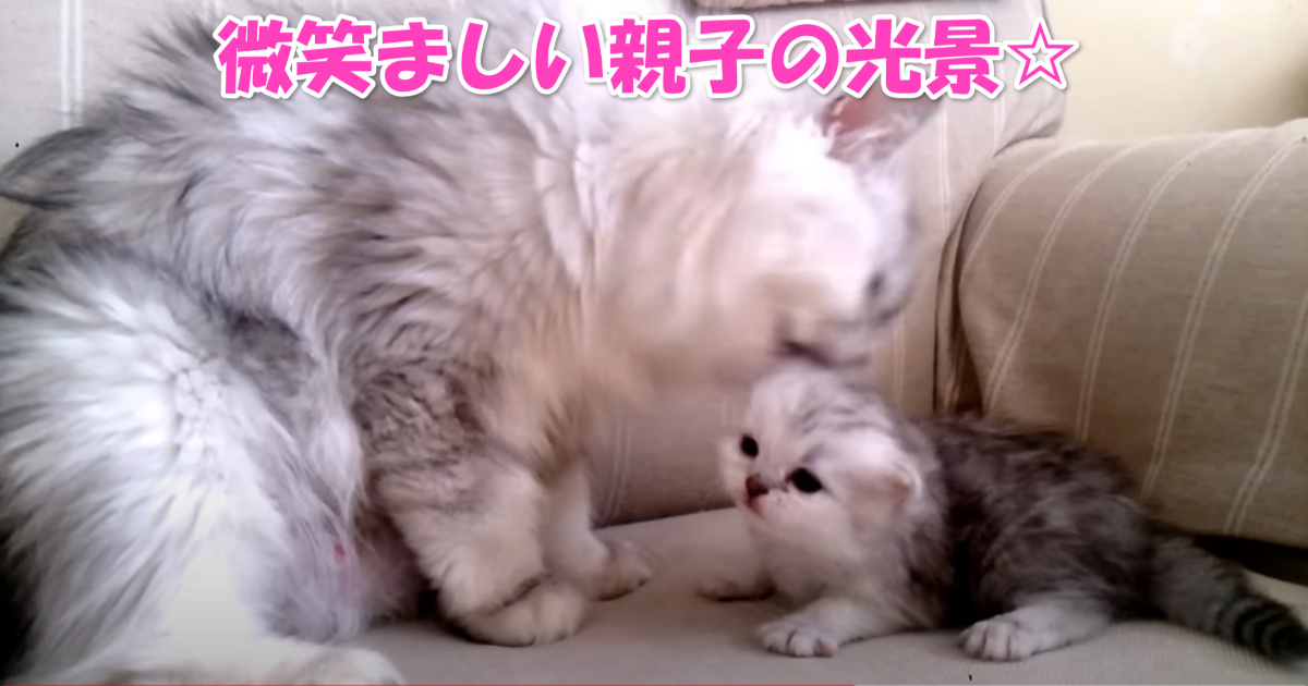 母と子猫　アイキャッチ