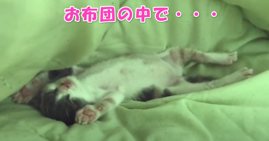 愉快なポーズ☆　布団に潜り込んでいた子猫ちゃん