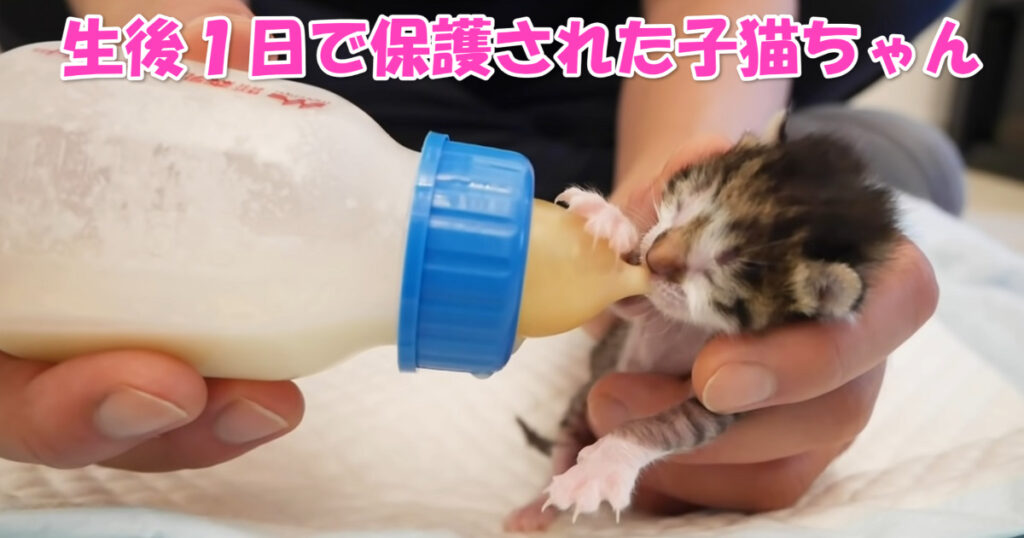 保護された子猫ちゃん　アイキャッチ