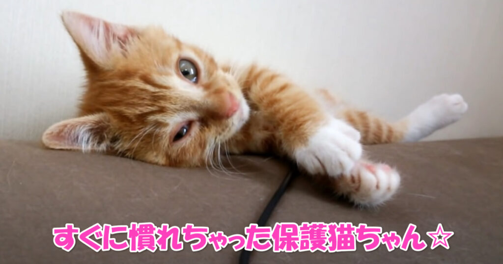 茶トラの保護猫ちゃん☆　あっという間に人に慣れちゃいました