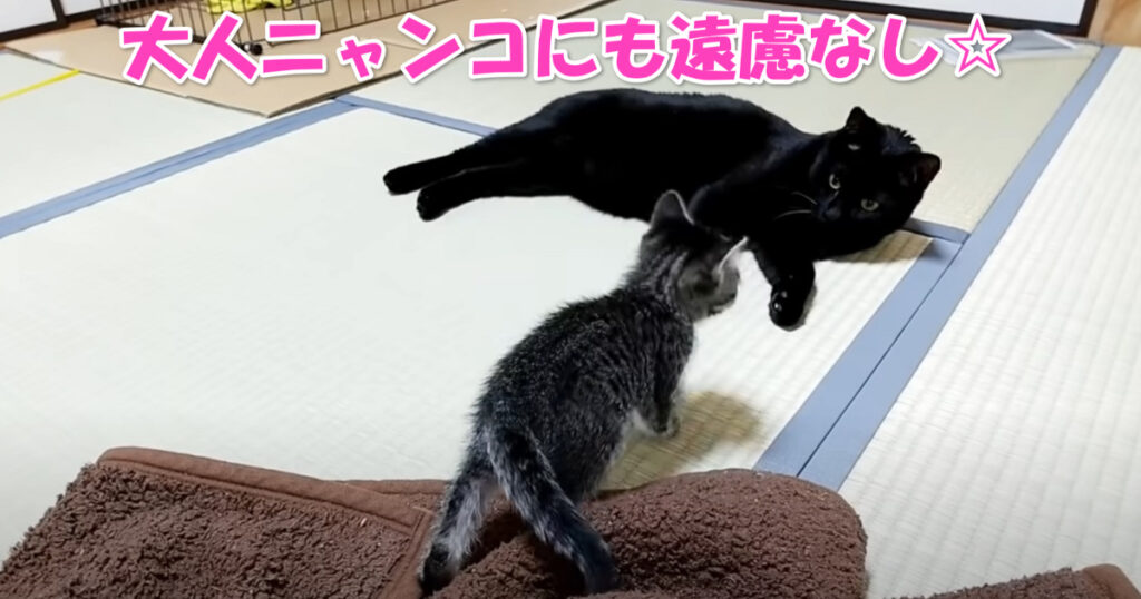 まさに遠慮なし！　大人ニャンコにじゃれつく子猫ちゃん