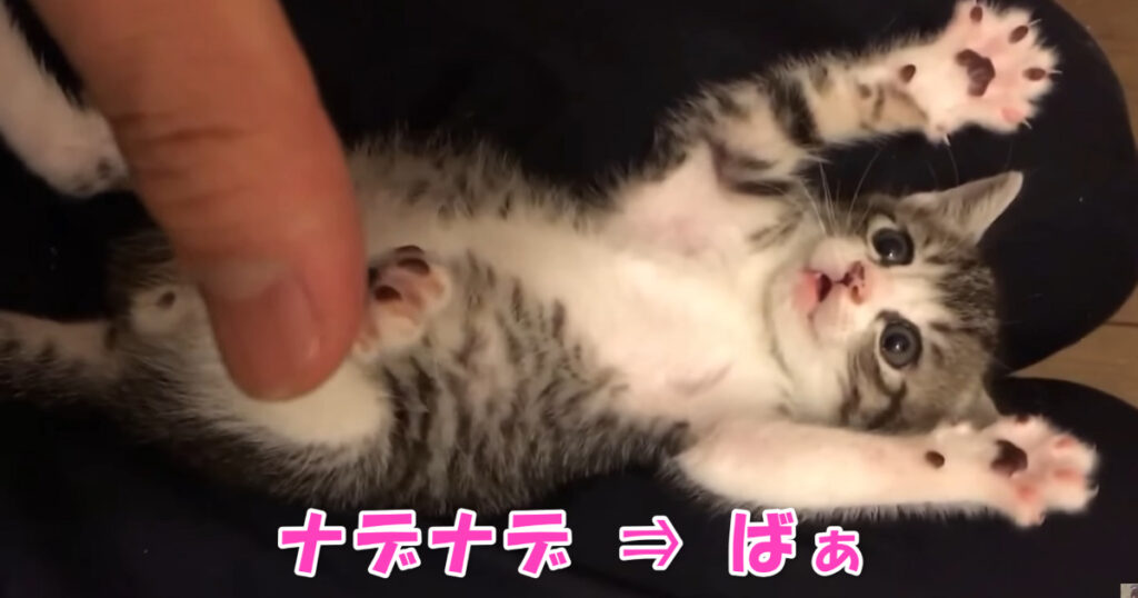 ばあ！☆　お腹を撫でられながら楽しくしている子猫ちゃん