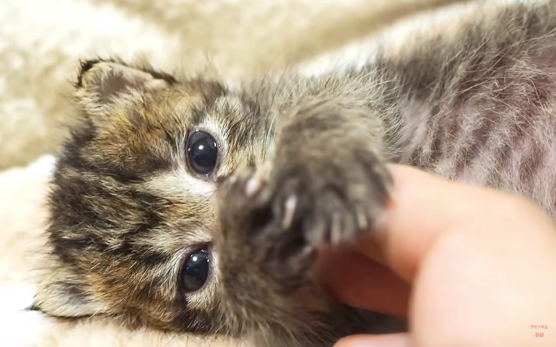 甘える子猫ちゃん　No-1