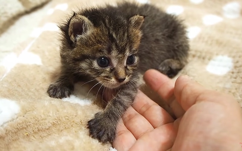 甘える子猫ちゃん　No-3