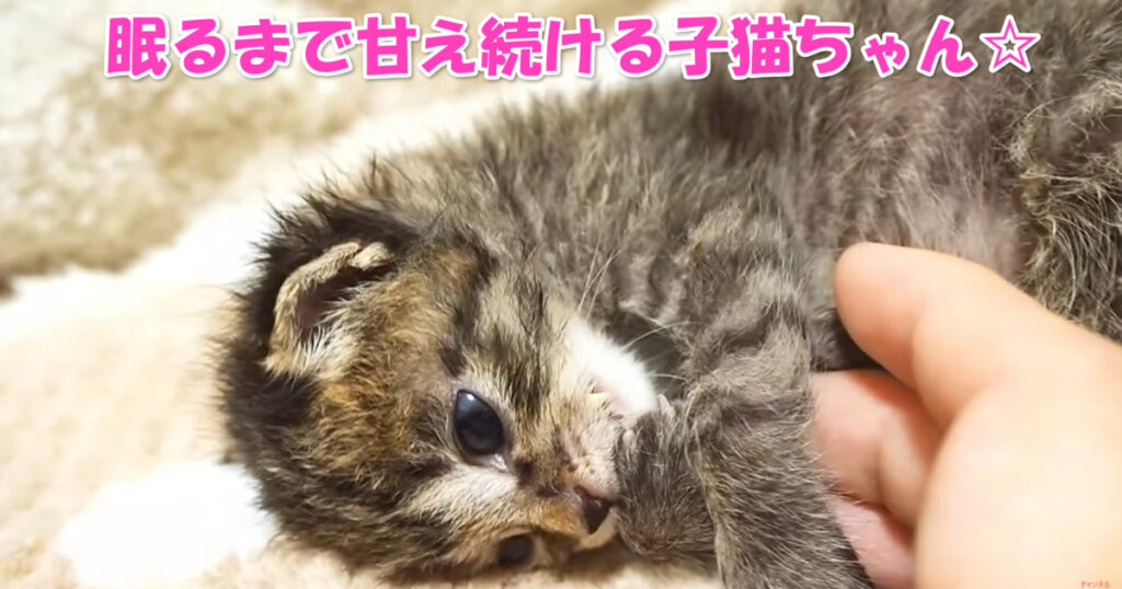 親代わり？　寂しいのか眠る寸前まで甘えて来る子猫ちゃん