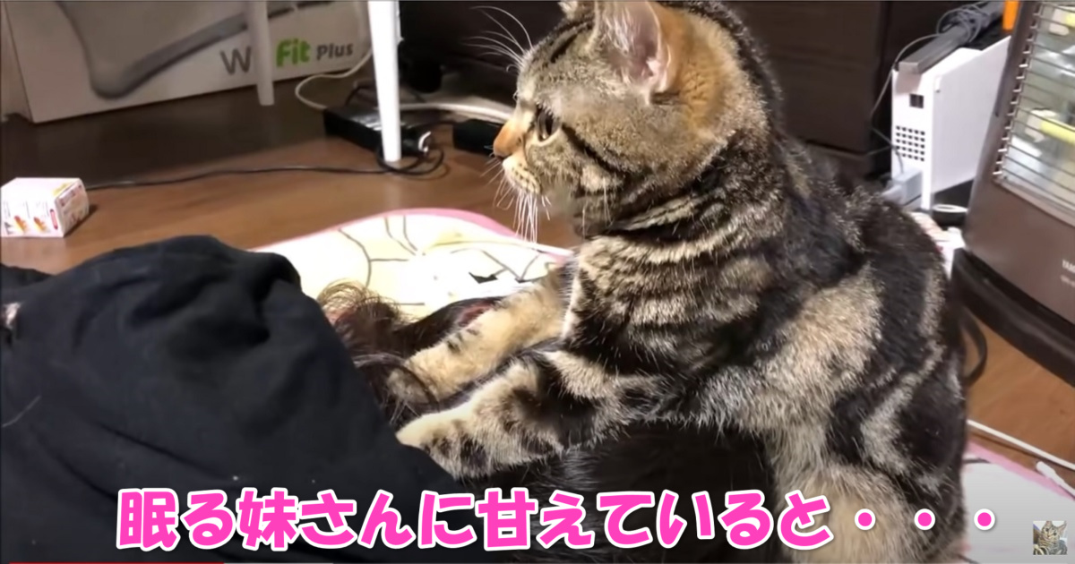 甘えるニャンコ　アイキャッチ