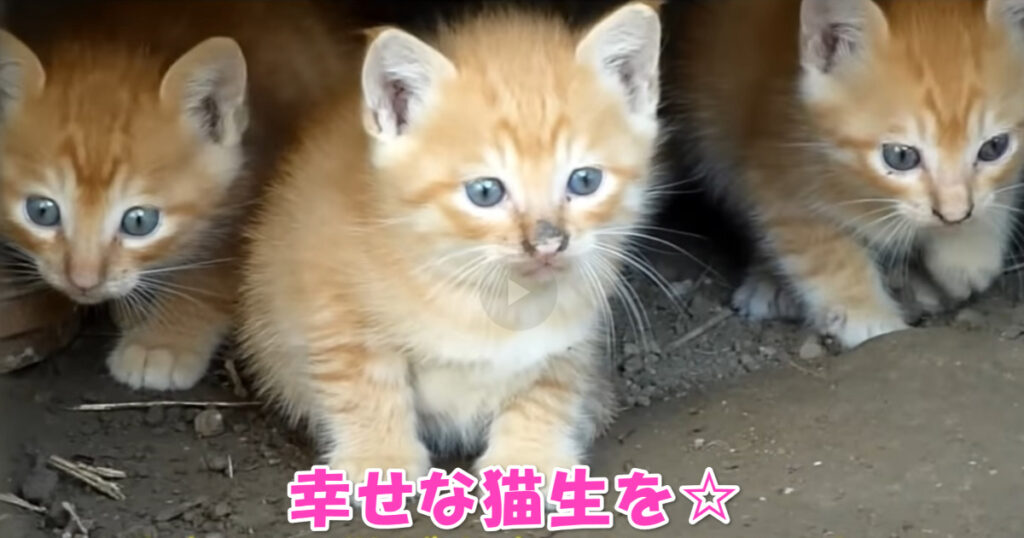 家庭菜園で生まれた子猫ちゃんたち、幸せな猫生を祈ります