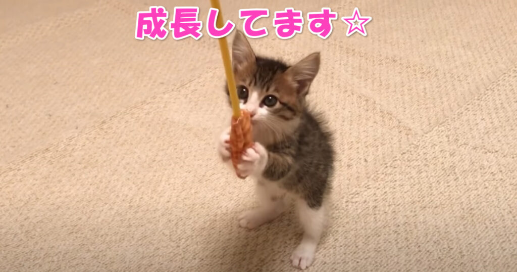 成長中(^^)　甘え方や遊び方に幅が出てきた子猫ちゃん