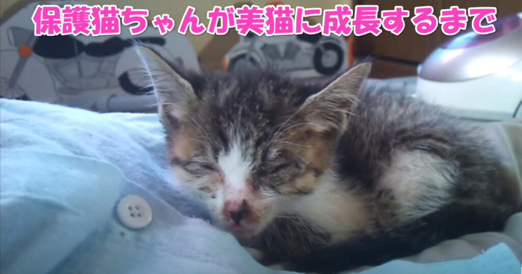 美猫ちゃん☆　病気から快復した子猫ちゃんが美猫になるまで