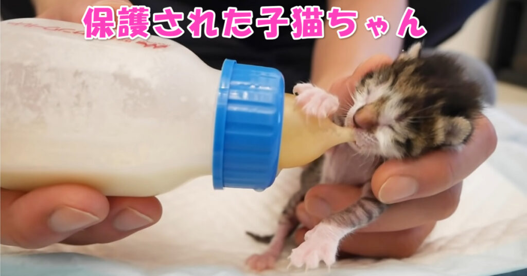 本当に良かった☆　生後１日で捨てられていたところを保護された子猫ちゃん